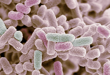 Image: Colored scanning electron micrograph (SEM) of Escherichia coli bacteria (Photo courtesy of Steve Gschmeissner / SPL).